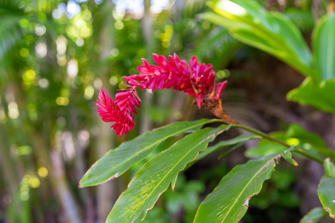 Noahs Hideaway Luxury B&B Lahaina Eksteriør billede