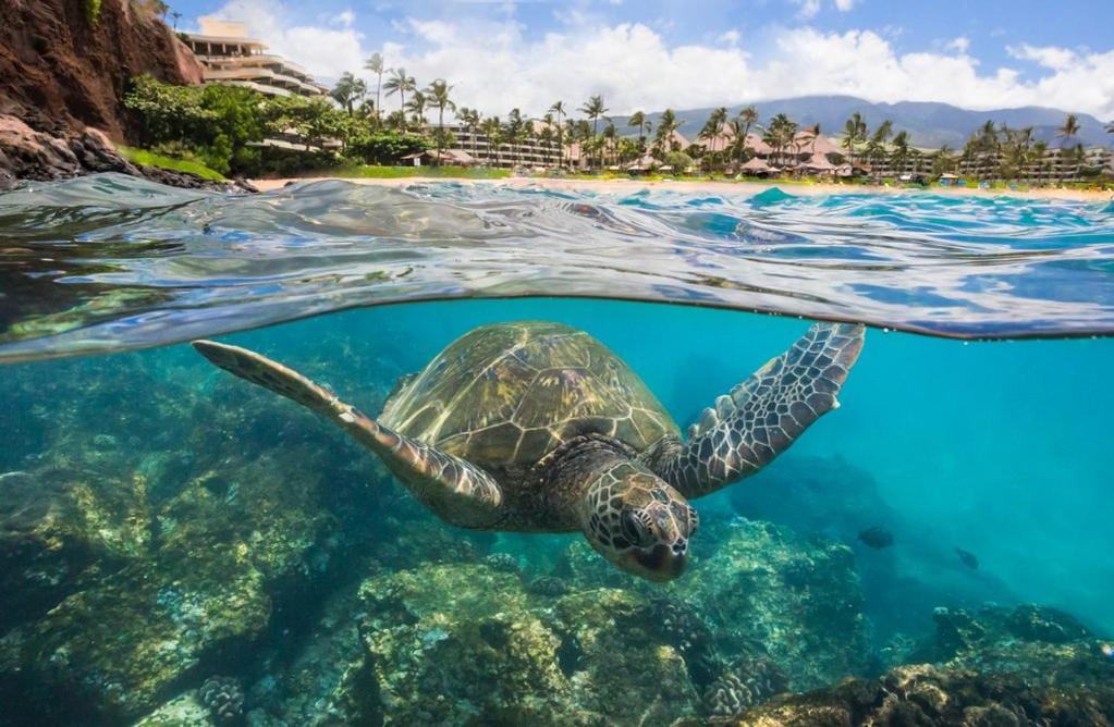 Noahs Hideaway Luxury B&B Lahaina Eksteriør billede